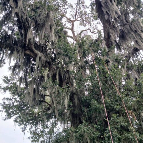 Daphne, AL  - Spanish Moss Removal and Dead wooding