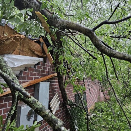 Daphne, AL, USA - emergency job - Daphne, AL (Lake Forest Subdivision) - tree failed due to high winds, internal decay, and bark inclusion