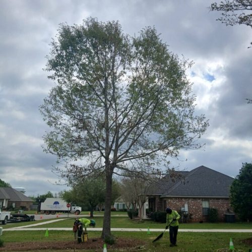 Fairhope, AL - structural pruning on some young trees