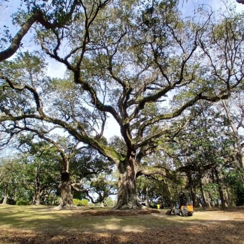 Point Clear, AL - aerating and mulching large live oaks at the Point Clear Club and new golf course