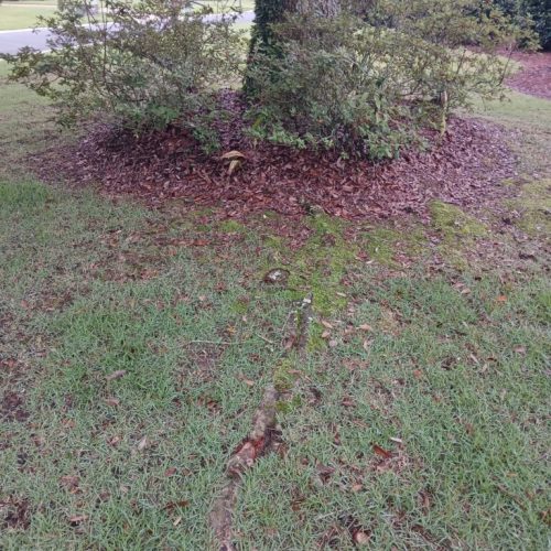 Project in Point Clear & Fairhope, AL - enlarging mulch bed around live oak