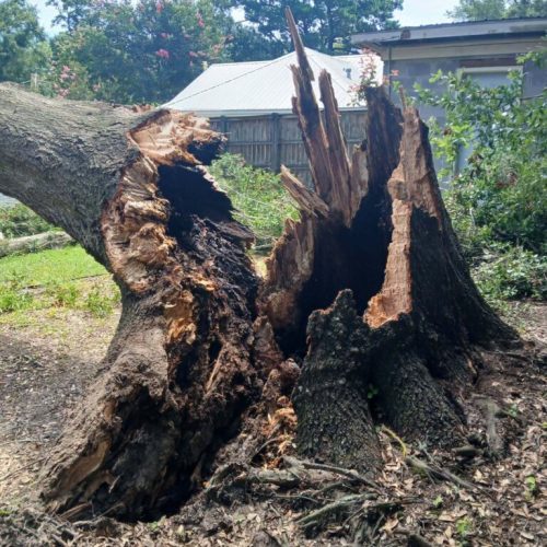 Emergency Tree Removal in Fairhope, AL