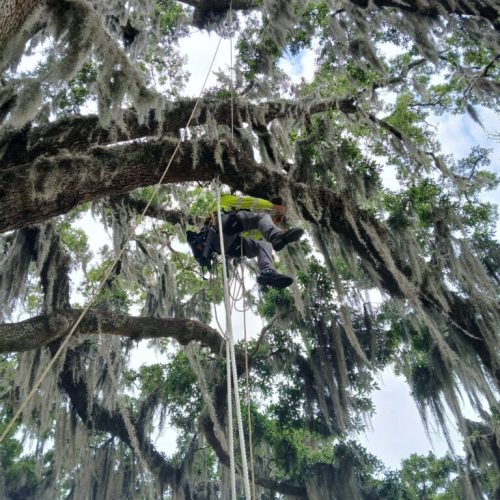Point Clear, AL - installing a swing in a live oak