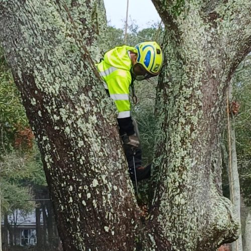 Point Clear & Fairhope, AL - aerial inspection of a live oak tree