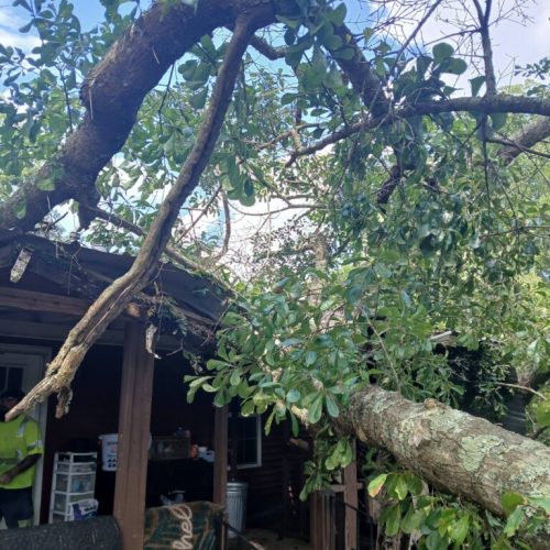 Theodore, AL - Emergency Tree Removal Due to Bark Inclusion