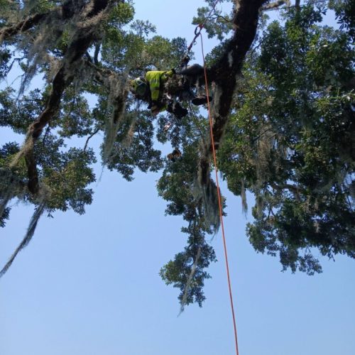 Point Clear, AL - Tree Downlighting Installation