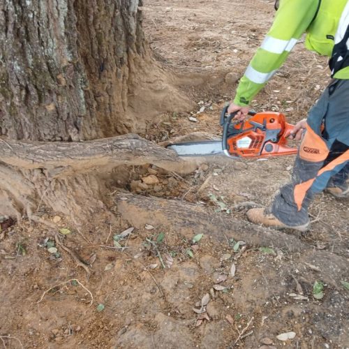 Spanish Fort, AL, - pruning of large girdling root on live oak