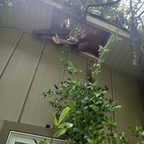 Fairhope, AL - emergency job - tree failed due to internal decay
