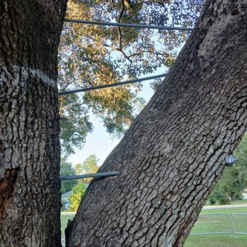 Foley, AL - Tree Support Work at Beulah Heights Park