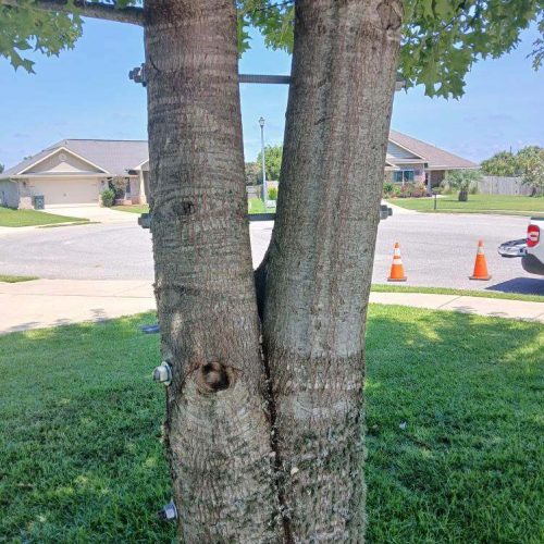 Foley, AL - installing supplemental support in a young tree.