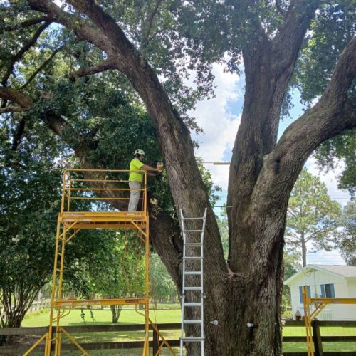 Silverhill, AL - Tree Support Installation with 11 support rods to improve the tree’s structural stability Day 2
