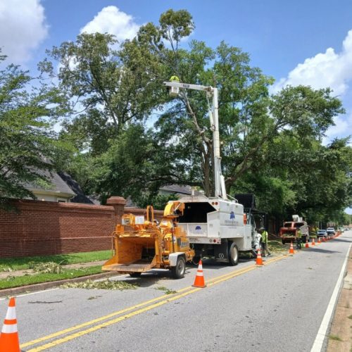 2599 Lloyds Lane, Mobile, AL - city work - tree removal