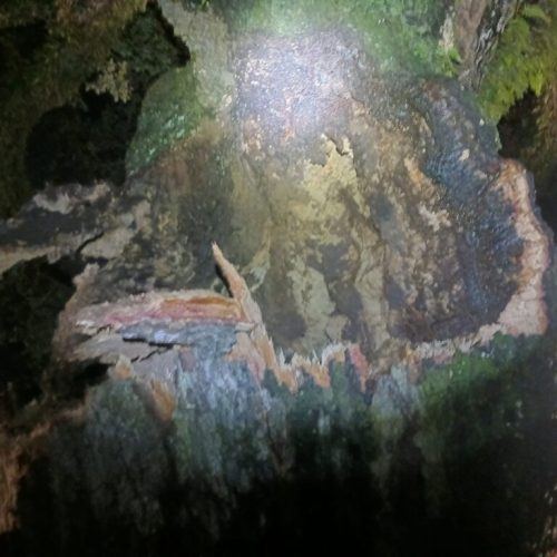 Mobile, AL - city work - emergency job - live oak split from bark inclusion