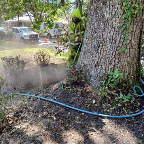 Fairhope, AL-  Air Excavation to Expose and Inspect Trunk Flares