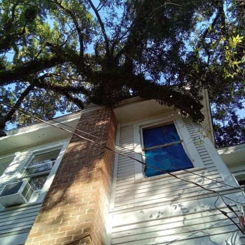 1125 Church Street, Mobile, AL - emergency job - live oak failed due to internal fungal decay