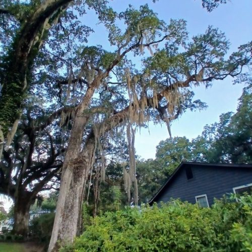 Olde Towne Daphne, AL - Supplemental Support System Installed on Live Oak