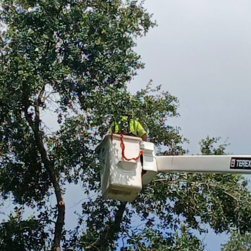 Silverhill, AL -Reduction and Deadwood Pruning
