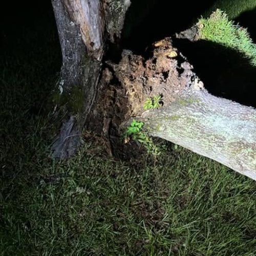 Mobile, AL - Emergency tree jobs