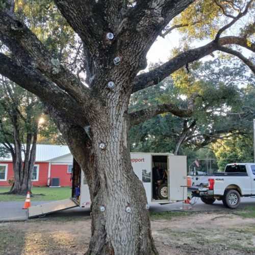 Foley, AL - Tree Support Work at Beulah Heights Park