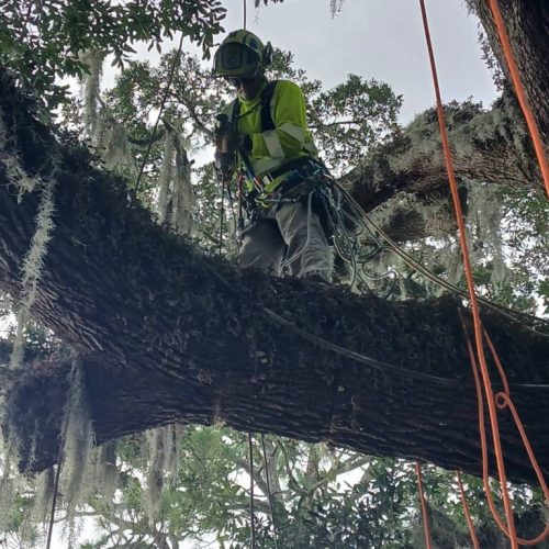Point Clear, AL -Installing Tree Lightning Protection & Swing  (In Progress)