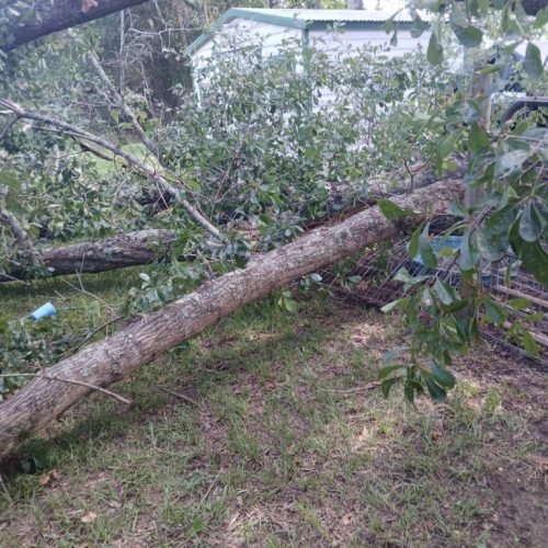 Theodore, AL - Emergency Tree Removal Due to Bark Inclusion