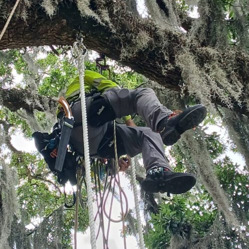 Point Clear, AL - installing a swing in a live oak