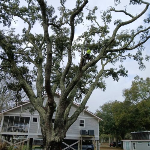 Point Clear & Fairhope, AL - aerial inspection of a live oak tree