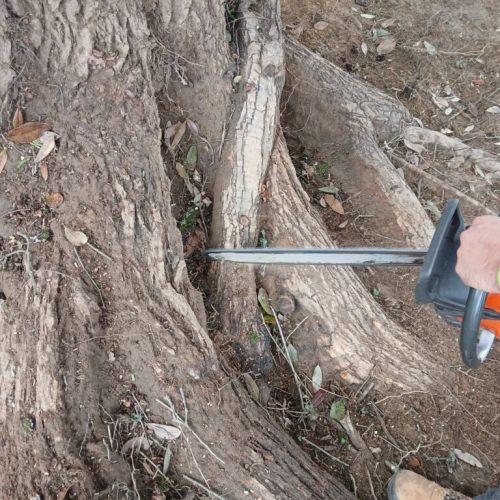 Spanish Fort, AL, - pruning of large girdling root on live oak