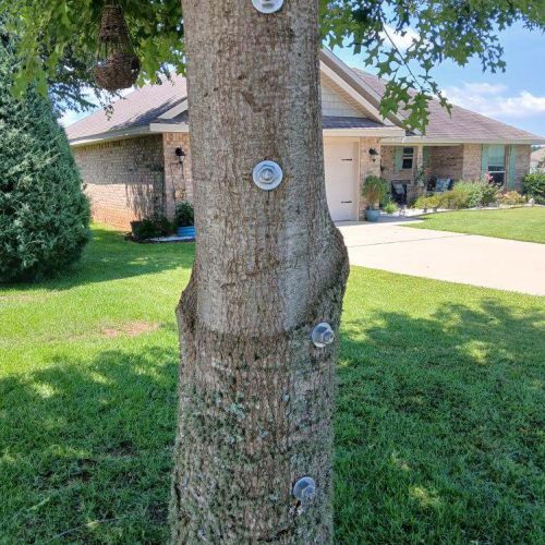 Foley, AL - installing supplemental support in a young tree.