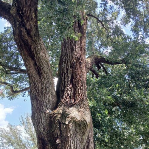 Silverhill, AL - Tree Support Installation with 11 support rods to improve the tree’s structural stability Day 2