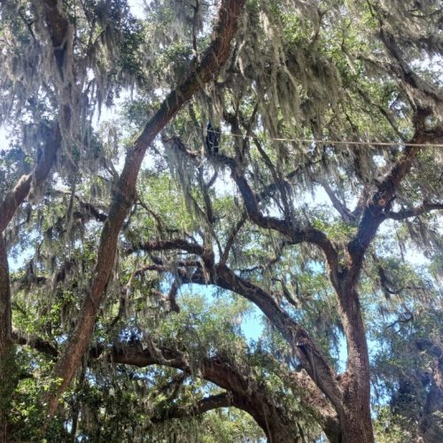321 Whiting Court, Daphne, AL - pruning of live oaks and magnolias