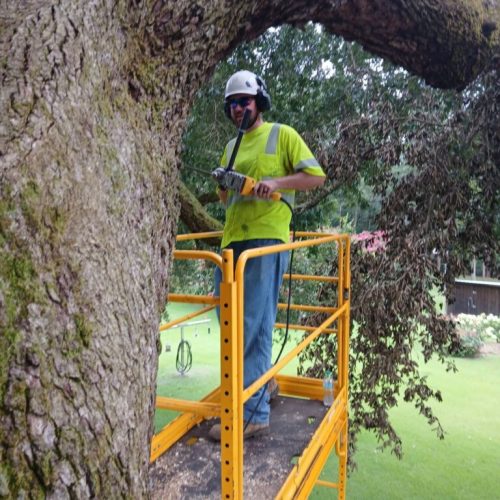 Silverhill, AL - Tree Preservation Project Completed with 22 Support Rods
