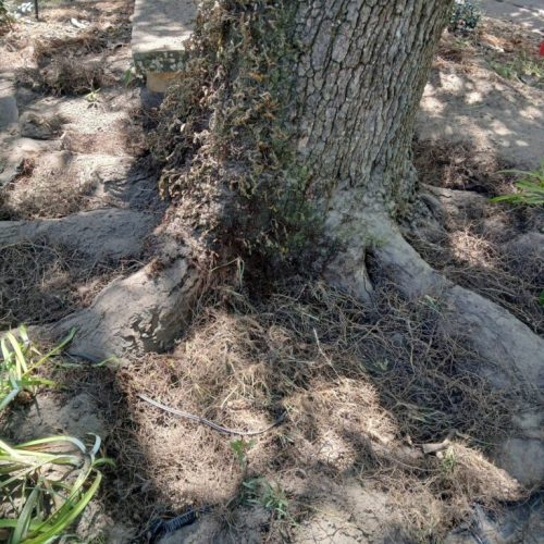 Fairhope, AL-  Air Excavation to Expose and Inspect Trunk Flares