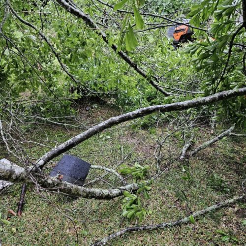 Daphne, AL, USA - emergency job - Daphne, AL (Lake Forest Subdivision) - tree failed due to high winds, internal decay, and bark inclusion