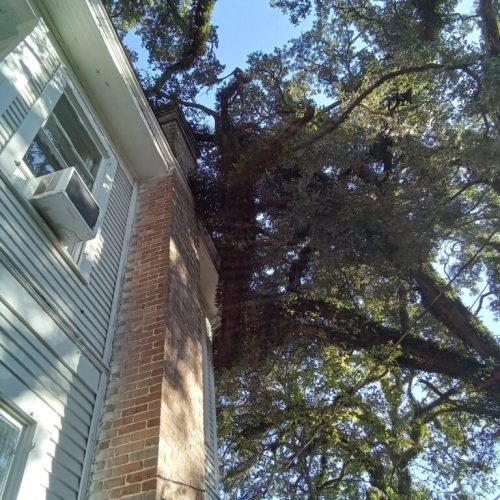 1125 Church Street, Mobile, AL - emergency job - live oak failed due to internal fungal decay