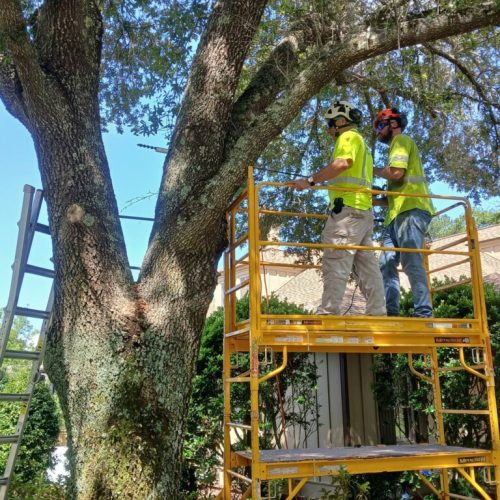 Point Clear, AL - installing supplemental support system in live oak