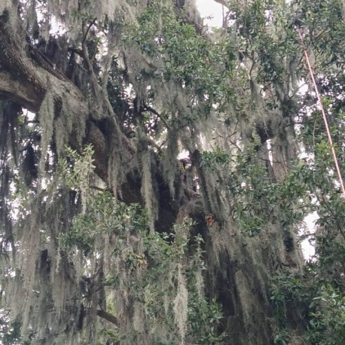 Daphne, AL  - Spanish Moss Removal and Dead wooding