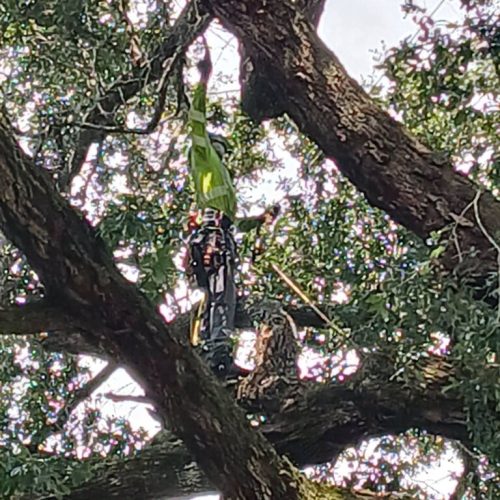 Silverhill, AL -Reduction and Deadwood Pruning