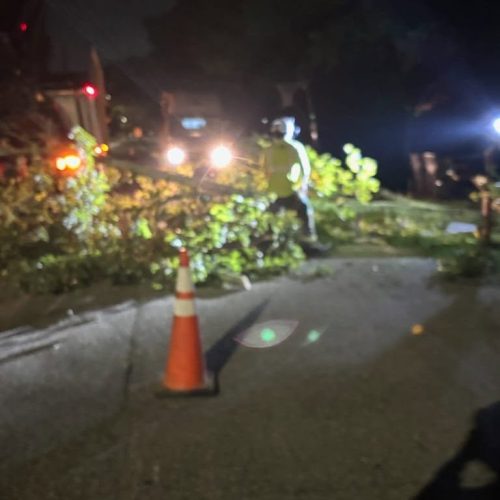 Mobile, AL - Emergency tree jobs