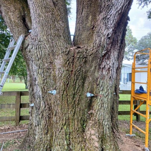 Silverhill, AL - Emergency Tree Support Installation