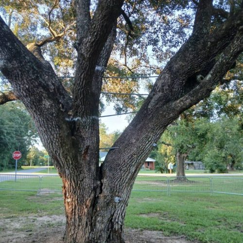Foley, AL - Tree Support Work at Beulah Heights Park