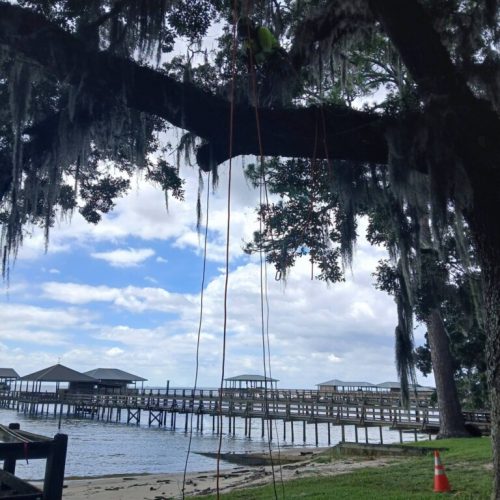 Point Clear, AL -Installing Tree Lightning Protection & Swing  (In Progress)
