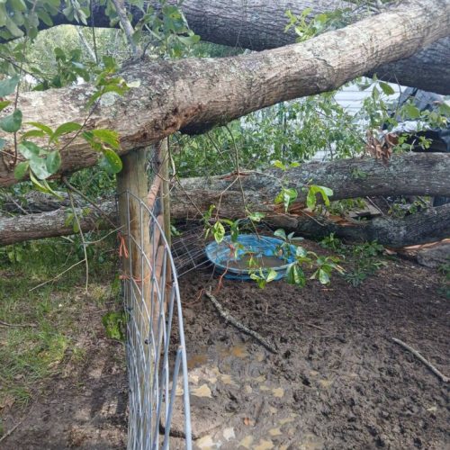 Theodore, AL - Emergency Tree Removal Due to Bark Inclusion