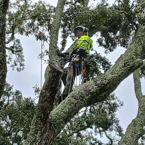 Point Clear & Fairhope, AL - aerial inspection of a live oak tree