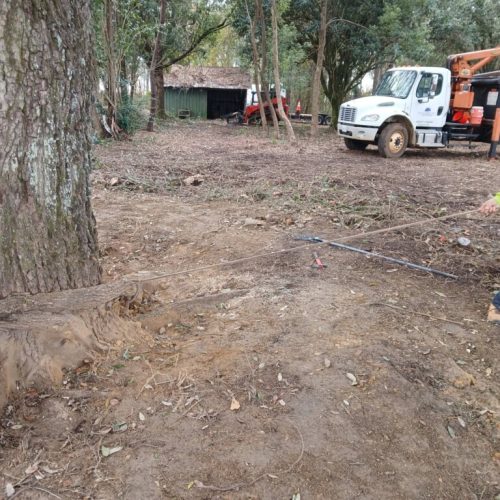 Spanish Fort, AL, - pruning of large girdling root on live oak