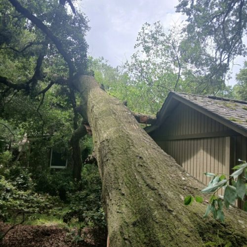 Fairhope, AL - emergency job - tree failed due to internal decay