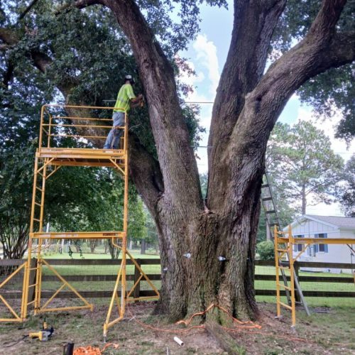 Silverhill, AL - Tree Support Installation with 11 support rods to improve the tree’s structural stability Day 2