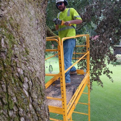 Silverhill, AL - Tree Preservation Project Completed with 22 Support Rods
