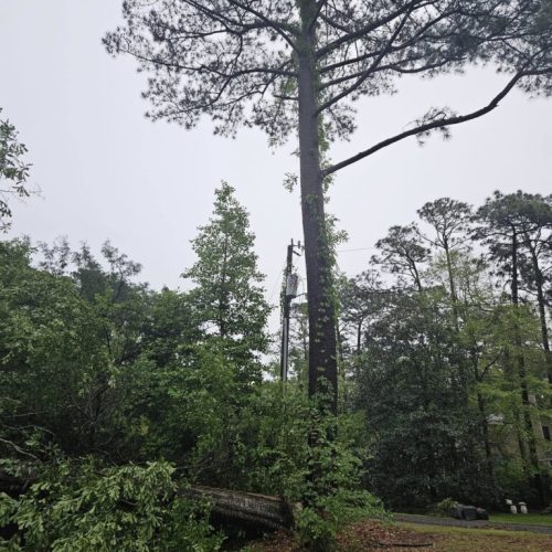 Daphne, AL, USA - emergency job - Daphne, AL (Lake Forest Subdivision) - tree failed due to high winds, internal decay, and bark inclusion