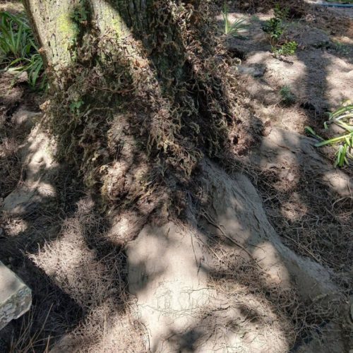Fairhope, AL-  Air Excavation to Expose and Inspect Trunk Flares
